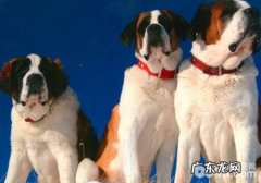 怎样种好一只圣伯纳犬