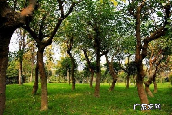 戚薇个人资料老公是谁 戚薇个人资料