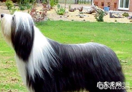 培养好的饮食结构避免 小狗拒食