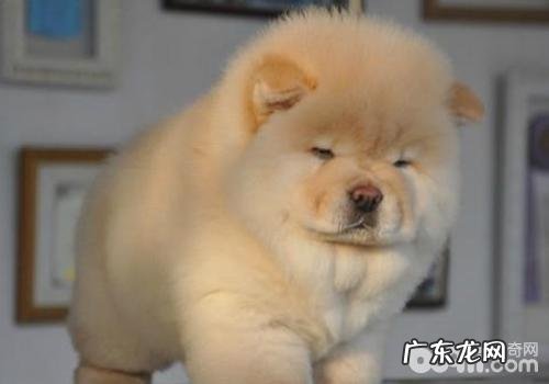 松狮狗喂养方法