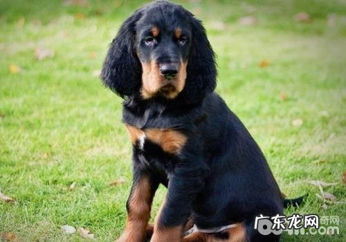 如何为小狗选择适合的犬粮