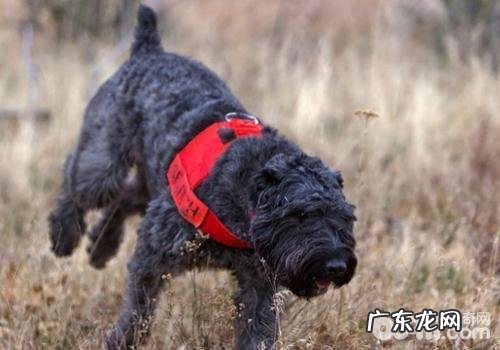 狗狗零食饲养错误观念