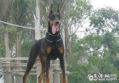 给小狗饮用水必须留意些哪些