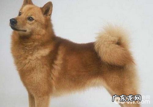 小狗被毛材质不太好该怎么办