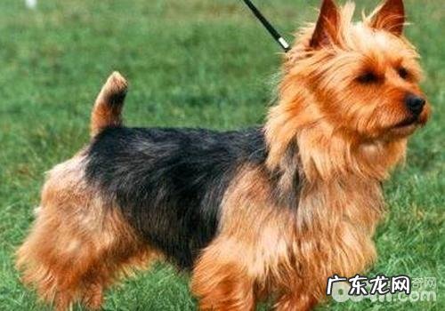 小狗缺乏维生素a该怎么办