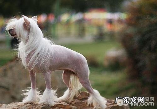 哪些种类的狗不掉毛