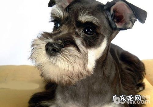 小狗各位置护肤方法