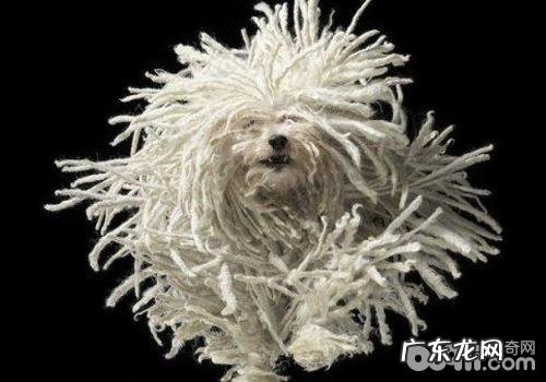 小狗被毛系结该怎么办