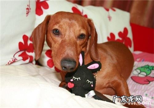 小狗中间的争功与抢功心理状态