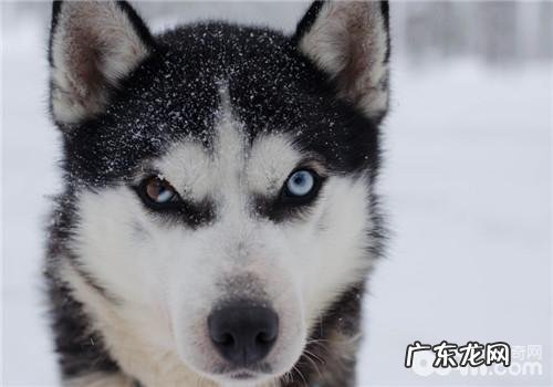 雾霾天气小狗的健康保健关键点