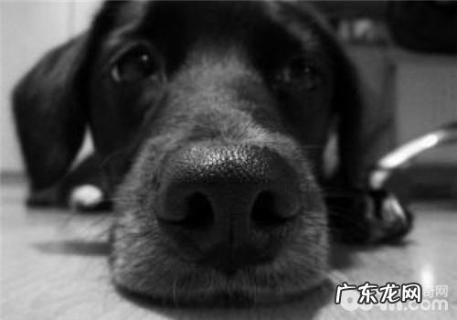 PM2.5让小狗更负伤