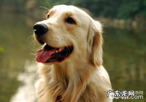 遛猫遛狗最好是绕开大雾