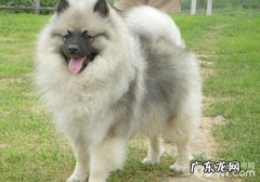 荷兰毛狮犬的被毛保养