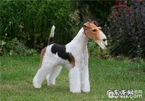 雾霾天气小狗的保养关键点