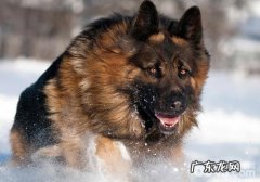 小狗是怎样主要表现其妒忌心的