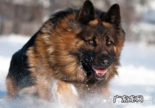 小狗是怎样主要表现其妒忌心的