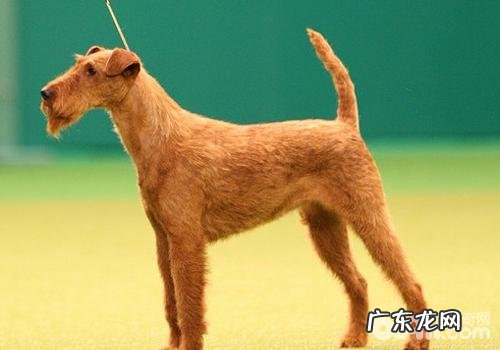 为小狗上色有什么要留意的难题