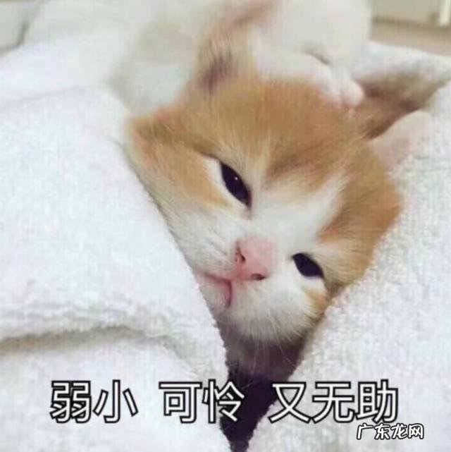 冬天的白菜汤是怎么做的 冬天,需要一锅浓汤,你有什么温暖冬天的菜谱吗?