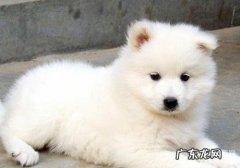 怎么让小狗的被毛更为光洁好看