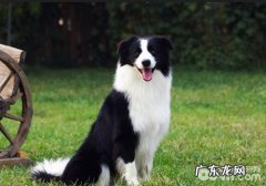 给小狗喂狗驱虫药有什么常见问题