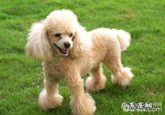 怎么让泰迪犬改正咬人物品的习惯性