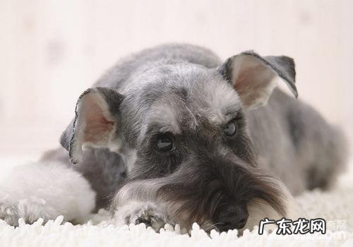 如何解决雪纳瑞食欲不振的难题