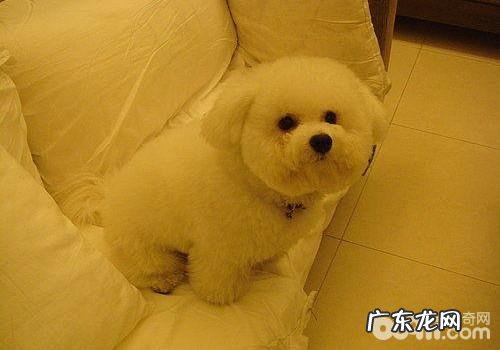 空气净化机让小狗更健康？