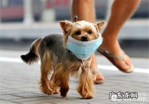 用防护口罩协助小狗预防雾霾确实好不好用呢?