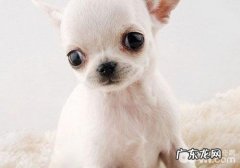 怀孕期的吉娃娃犬怎样饲养