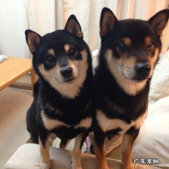 清水煮小米粥和香蕉时放了一点面碱为什么会煮好后水发黑哪?