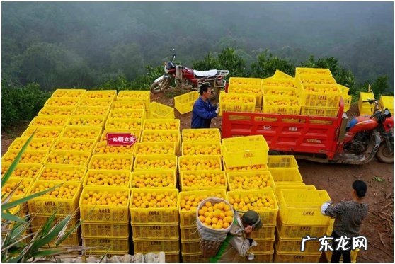 拼多多已在顺丰海南国际生鲜港开展试运营