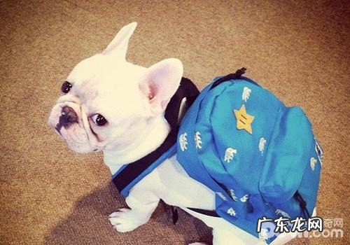 怎么让几个小狗友谊用餐