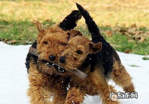 威尔士梗要多少钱