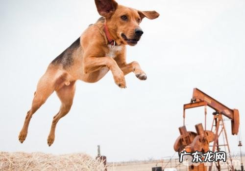 美国猎狐犬呕吐怎么办