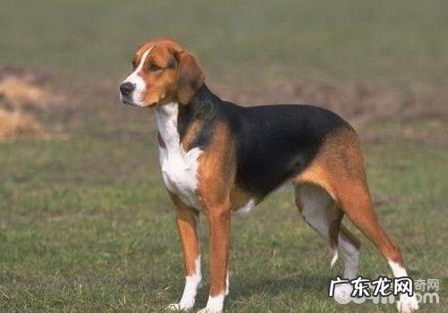 哪儿能买美国猎狐犬