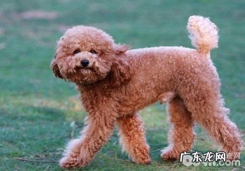 危害泰迪犬使用寿命的要素