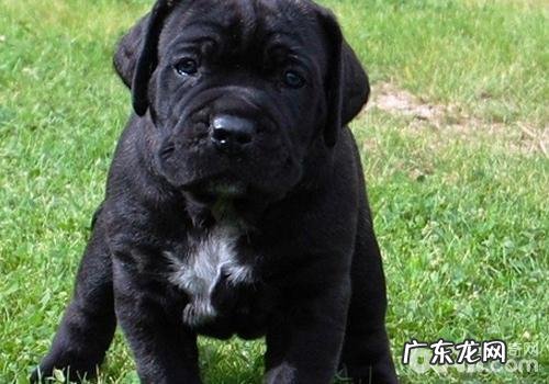 碘针对小狗有什么作用