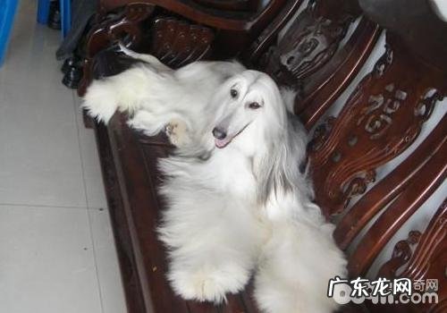 阿富汗猎犬好养吗