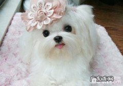 狗狗牙齿松脱该怎么办