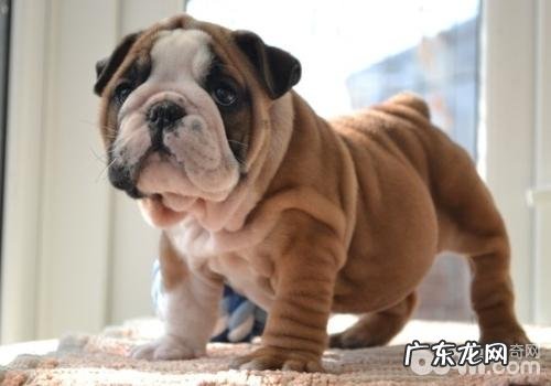 怎样改进小狗的恐惧