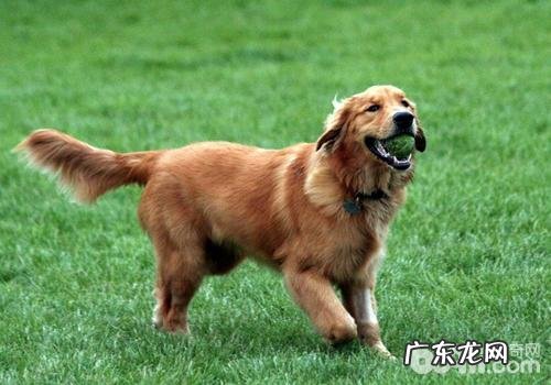 怎样降低搬新家对小狗产生的负面影响