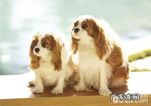 狗狗挑食的七大根本原因