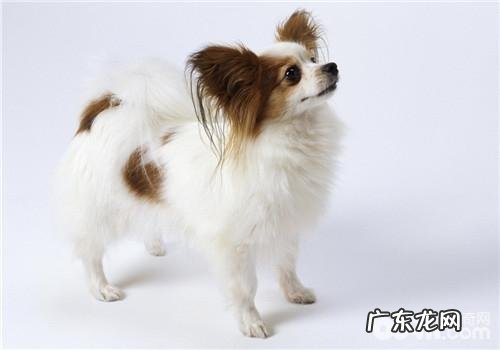 恰当训炼让小狗不挑食