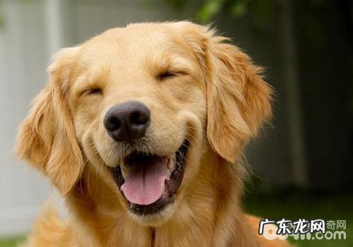 怎么让小狗维持好的情绪