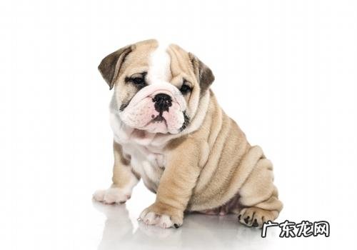 怎样改进沙皮犬的异味难题