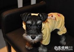 为硬毛小狗的整理方法