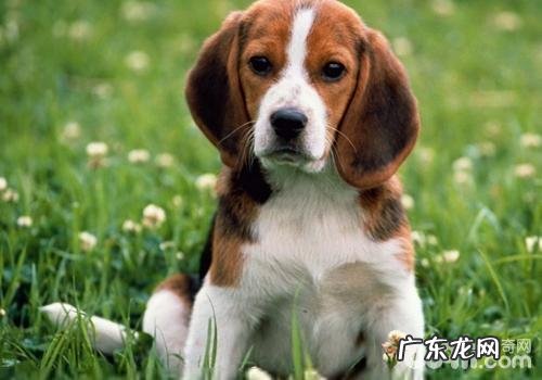 小狗防寒保暖错误观念