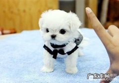 小狗冬天美容护肤的常见问题