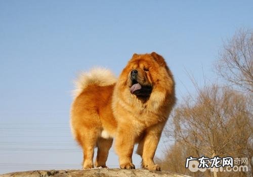 小狗不适合服用的水果有哪些