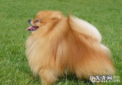 狗狗挑食的缘故及解决方案